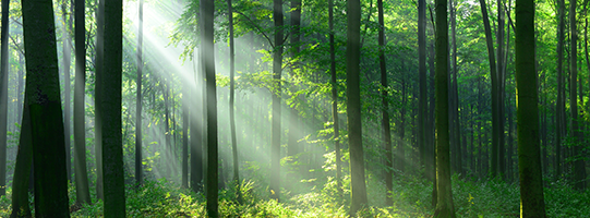 541x200_shutterstock_721120522.png